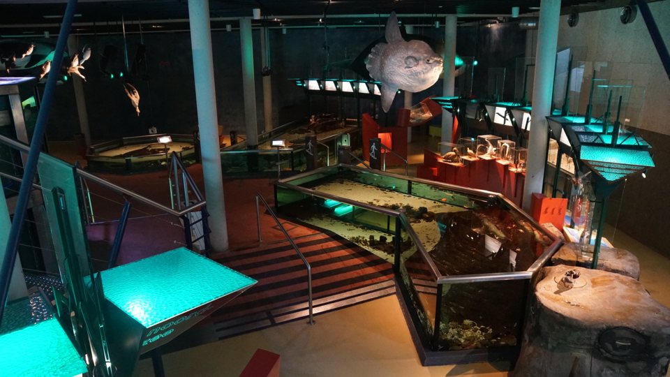 Aquariumraum von Ecomare auf Texel