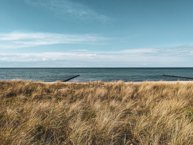 Trockenes Dünengras am Strand von Kühlungsborn, dahinter die Ostsee mit zwei Buhnenreihen unter blauem Himmel