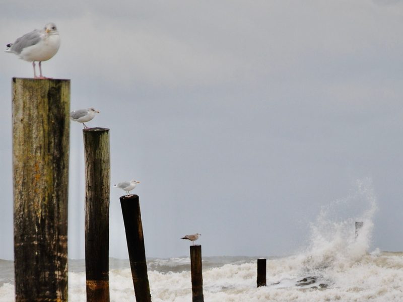 Möwen auf den Holzpfählen einer Buhne vor Norderney, dahinter bricht sich eine Welle in der Brandung der Nordsee