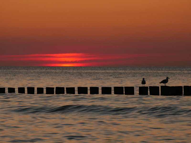 Zwei Möwen auf einer Buhnenreihe vor Zingst, dahinter geht die Sonne blutrot über der Ostsee unter